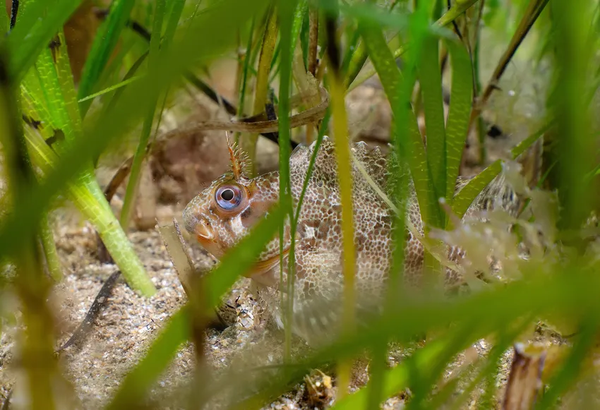Tompot blenny fish in it's seagrass home