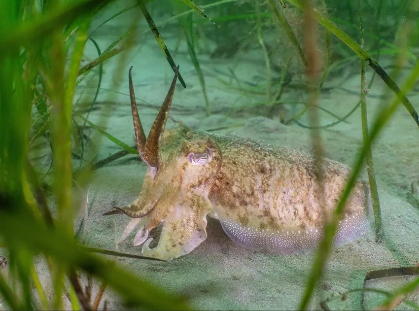 Cuttlefish in it's seagrass home