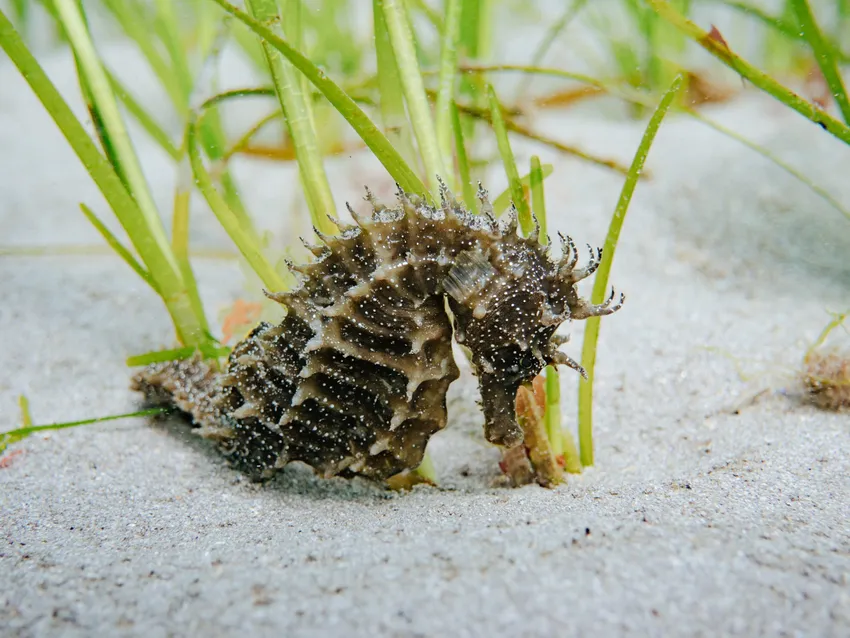 Seahorse in it's seagrass home