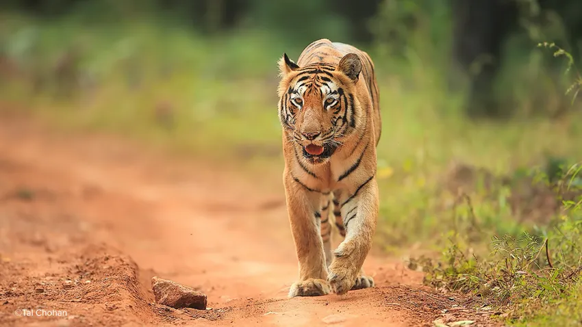 Tiger walking on a dirt track. Photo taken by Tal Chohan