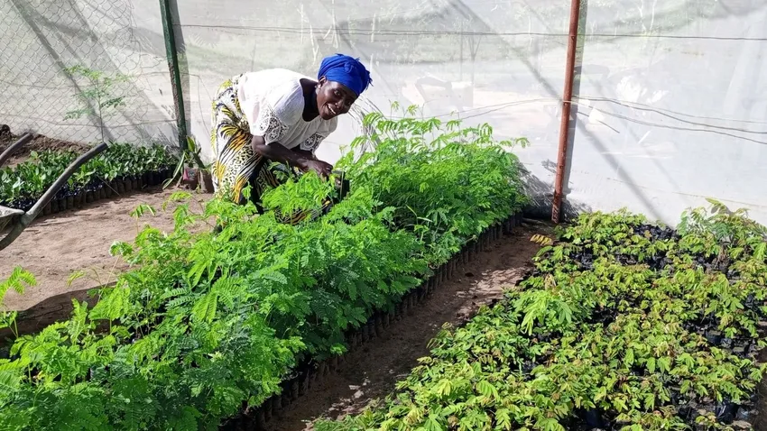 Tending to saplings in the nursery