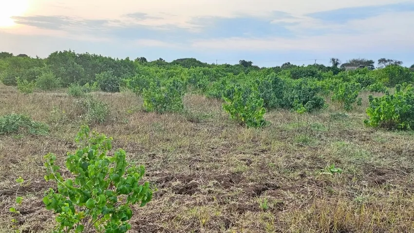 The land for the 2000 sapling micro forest