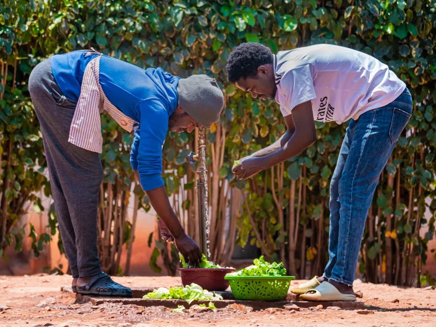 Students cleaning their harvested vegetables