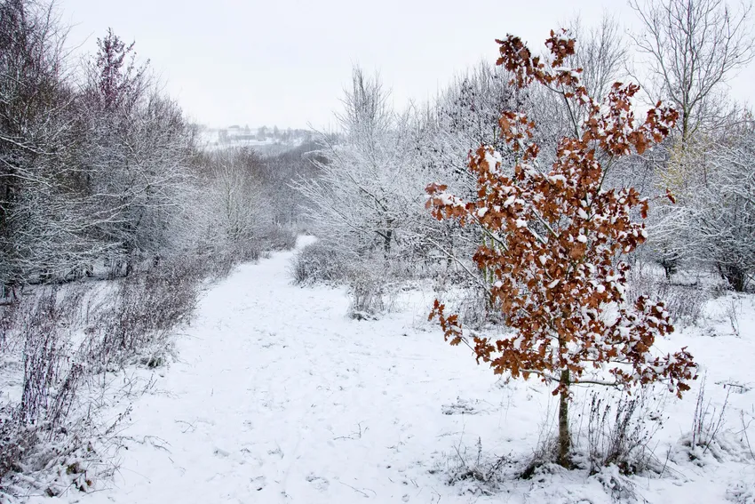 A tree with brown leaves along a snowy footpath in the Forest