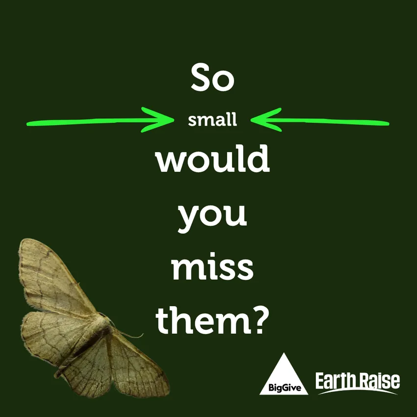 Text reads 'so small would you miss them?' with a dark green background and a moth in the bottom left hand corner