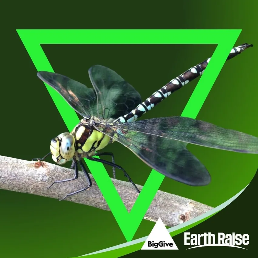 A dragonfly resting on a branch with a bright green triangle shape surrounding it and the Big Give and Earth Raise logos bottom right