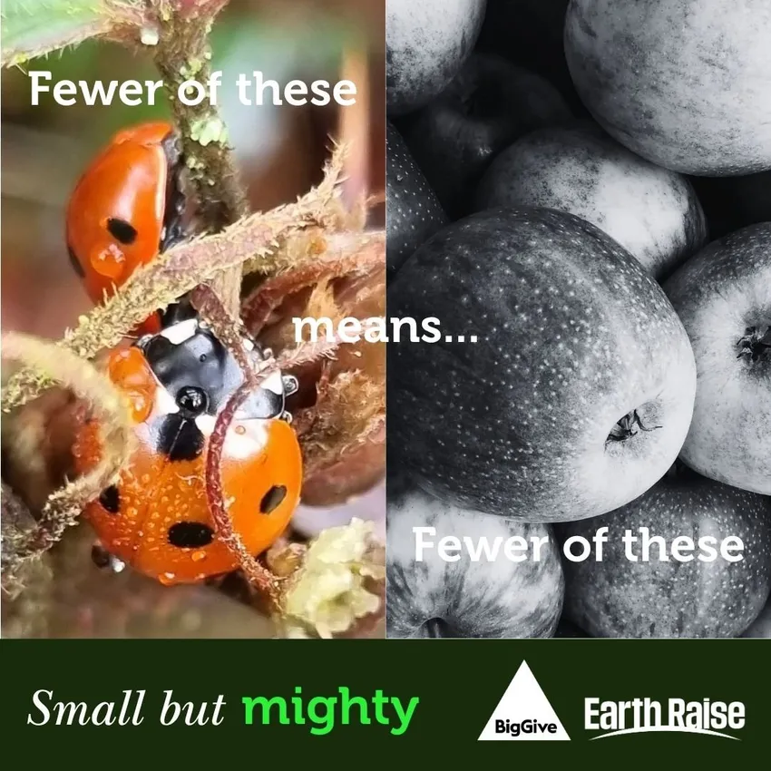 A split images with colourful ladybirds on the left side and a black and white image of apples on the right. Text reads 'fewer of these means fewer of these' and 'small but mighty' written at the bottom