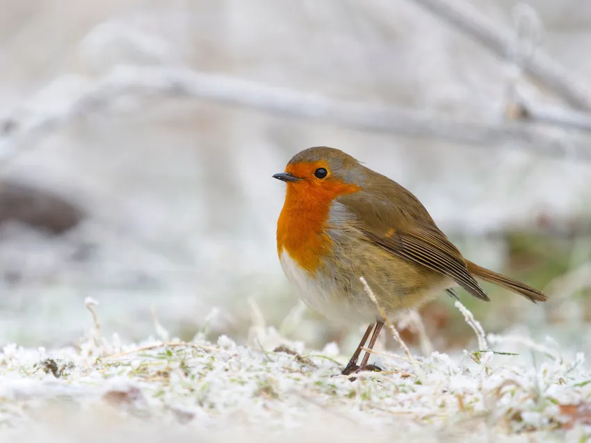 A robin on a snowy forest floor