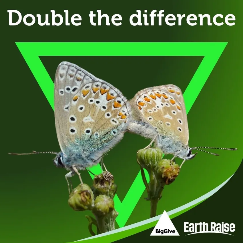A pair of beautiful common blue butterflies with a bright green triangle behind them and text that reads 'double the difference'. The Big Give and Earth Raise logos are in the bottom left corner