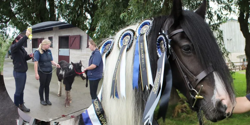 Rescued black and white pony wearing championship rosettes after care, with inset image showing the pony on arrival during welfare assessment and recovery care.