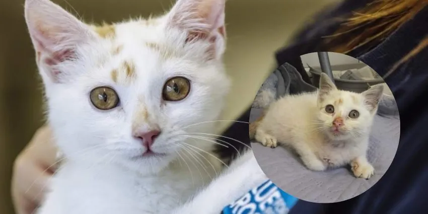 A white rescue kitten with amber eyes shown alongside a younger photo taken shortly after being rescued and receiving veterinary care.