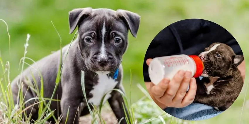 Black and white rescue puppy after recovery and rehoming support, with inset image showing the puppy being hand-fed as a newborn