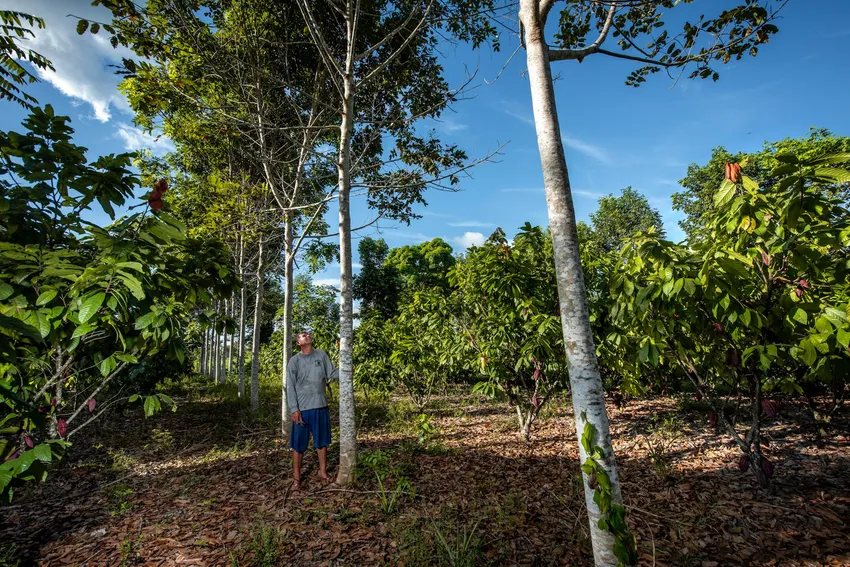 Reforesting the Amazon with Smallholder Farmers – Big Give