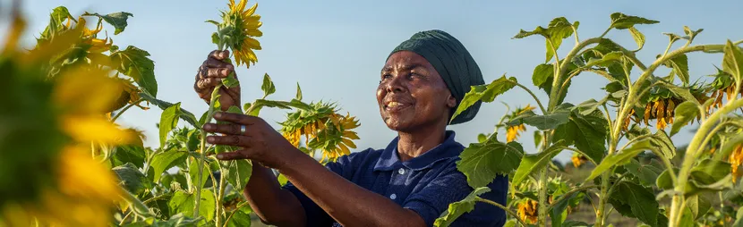 A woman examines sunflowers growing in a field.