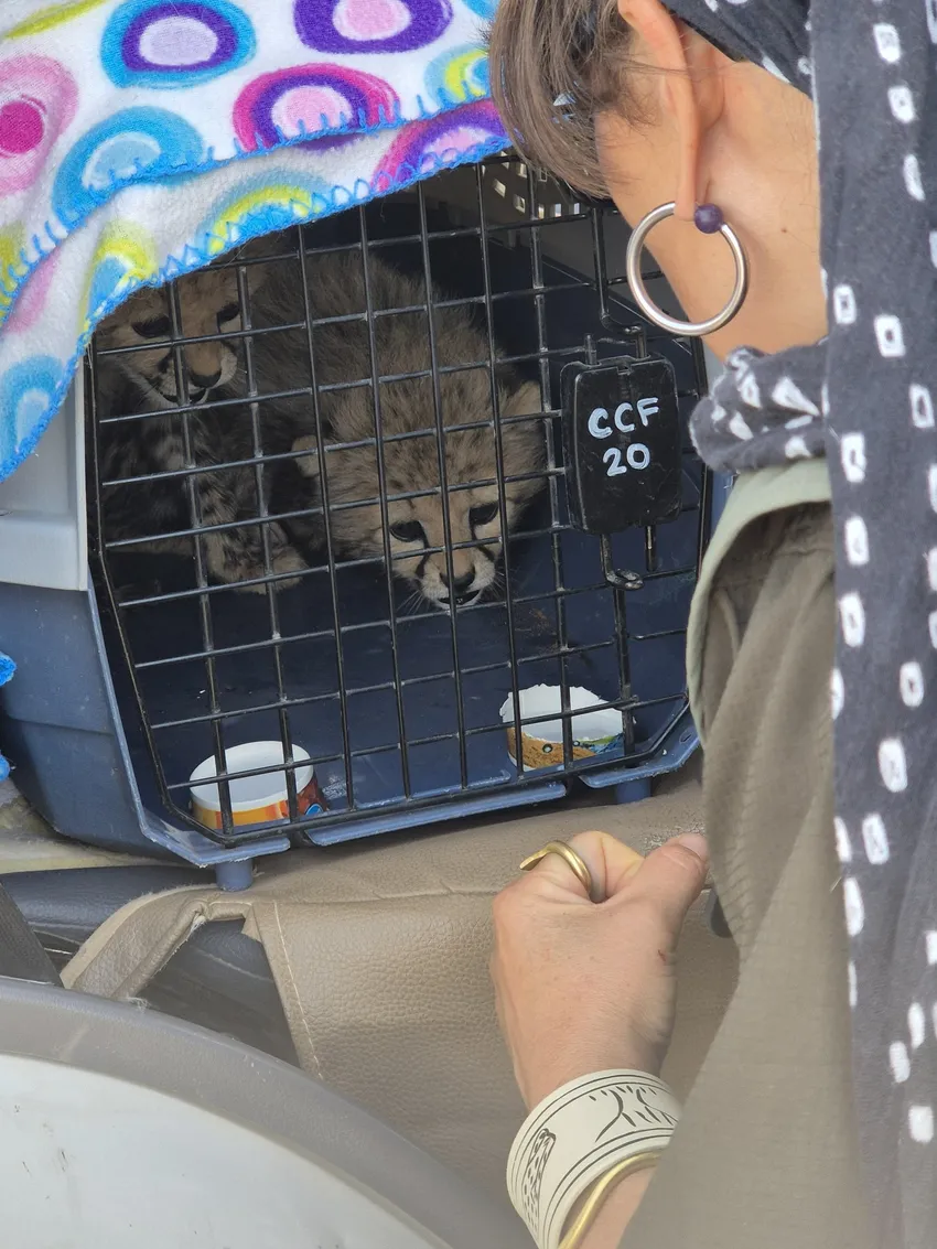 Confiscated Cheetah Cubs travelling