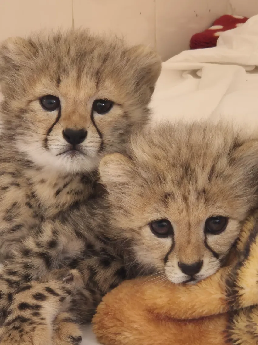 Confiscated Cheetah Cubs in Care at CCF