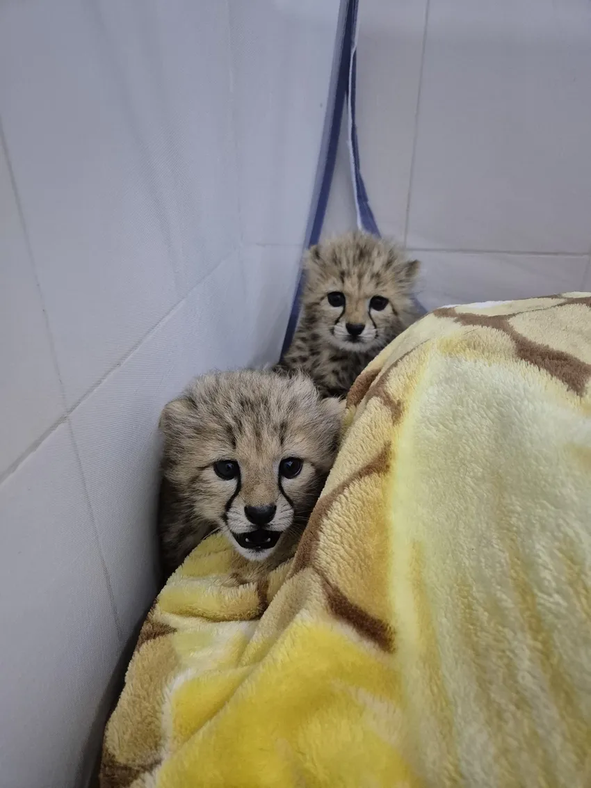 Confiscated Cheetah Cubs together