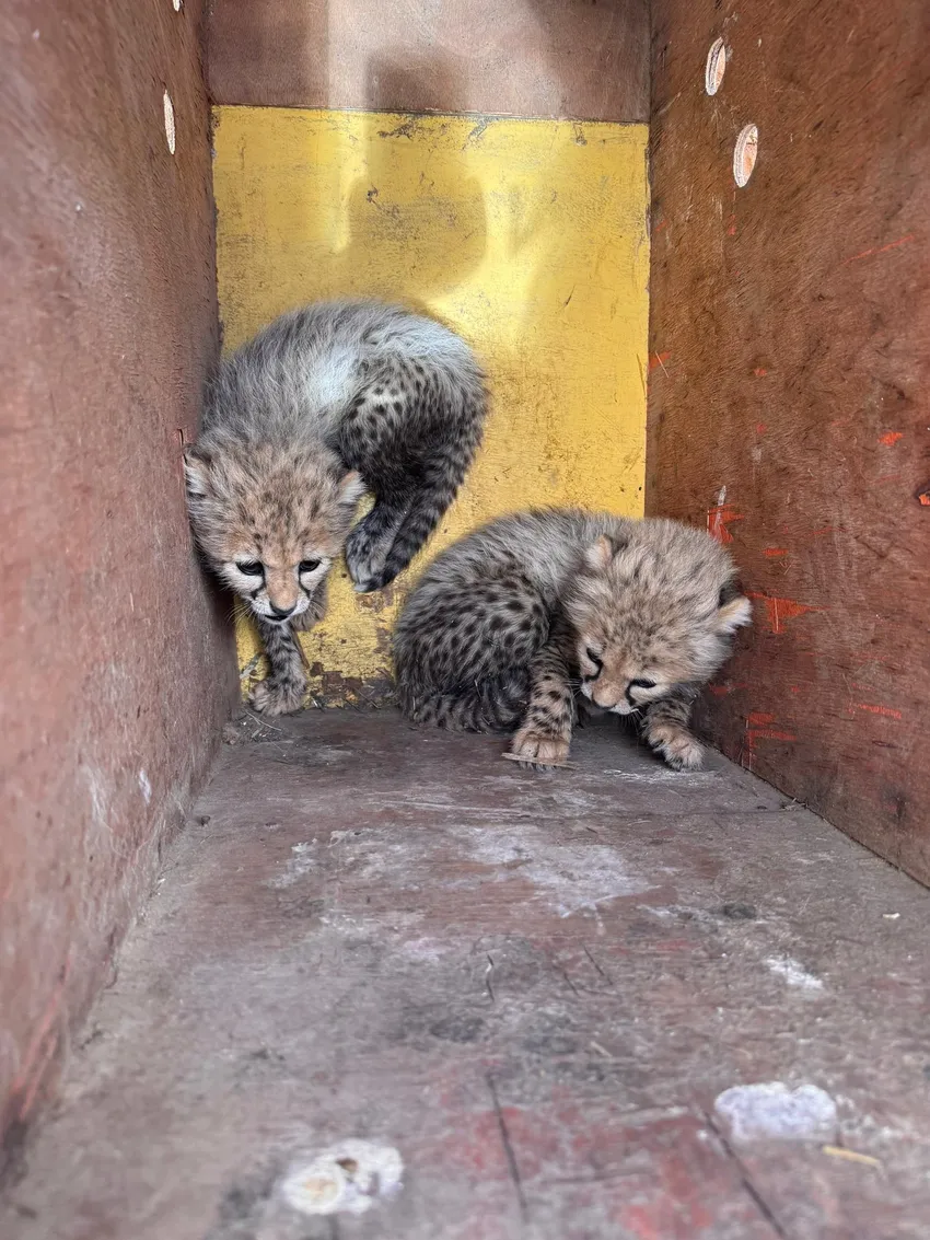 Confiscated Cheetah Cubs found!