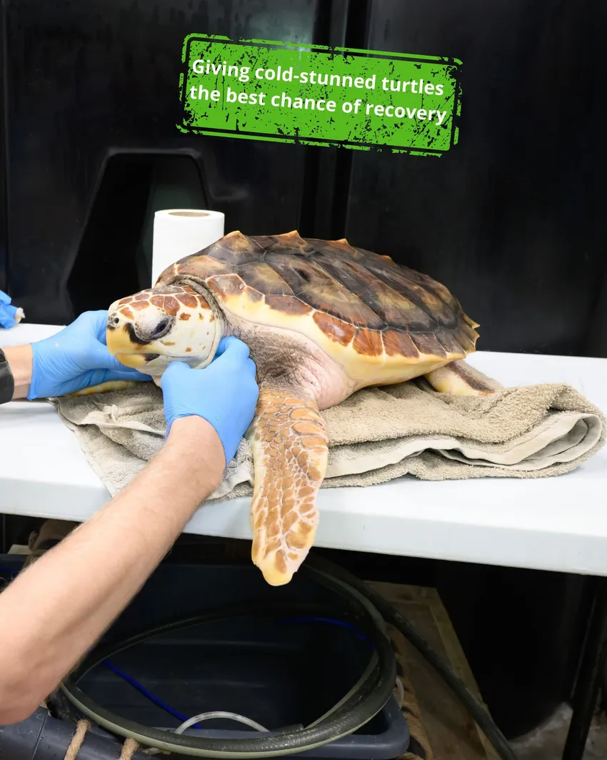 Giving cold-stunned turtles the best chance of recovery