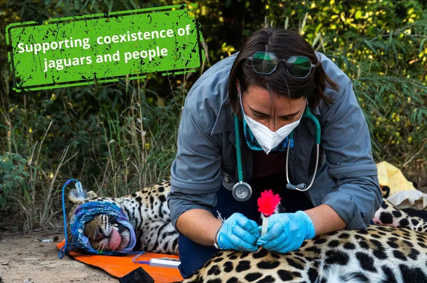 Supporting coexistence of jaguars and people