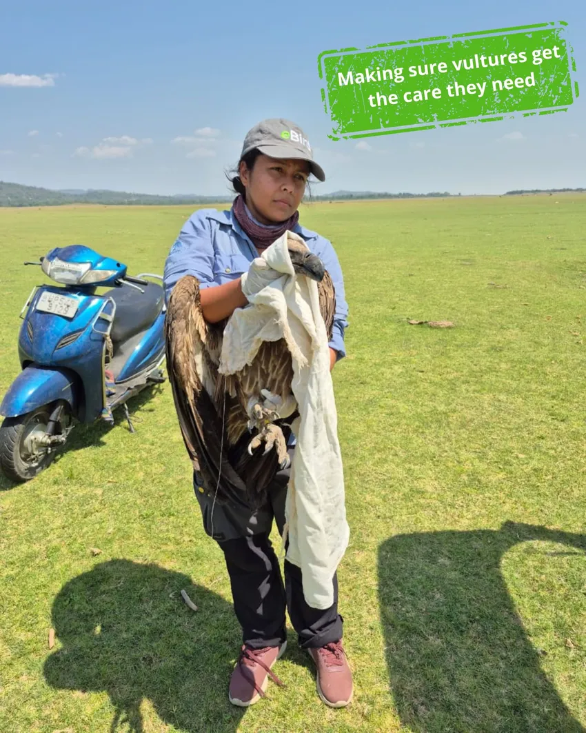 Making sure vultures get the care they need