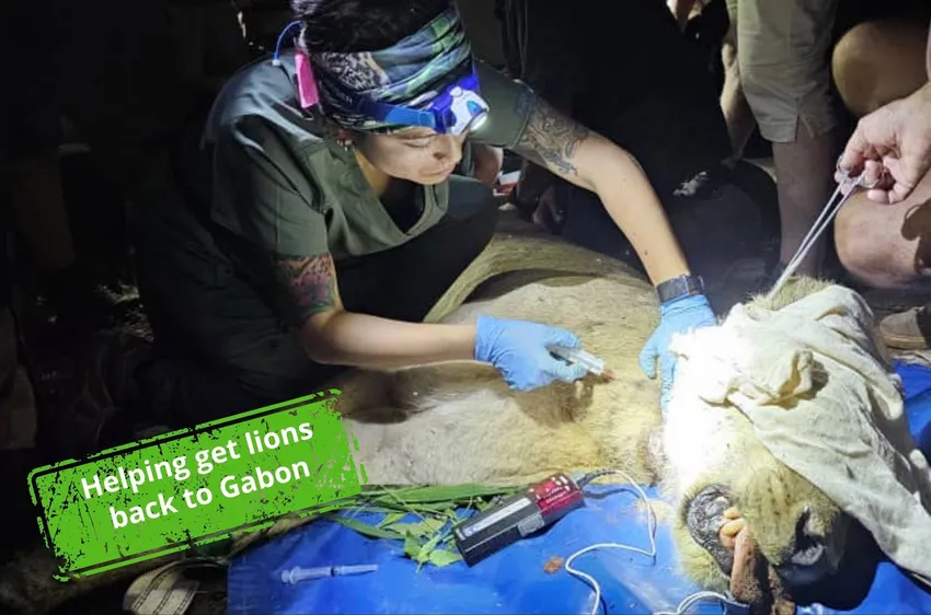 Helping get lions back to Gabon