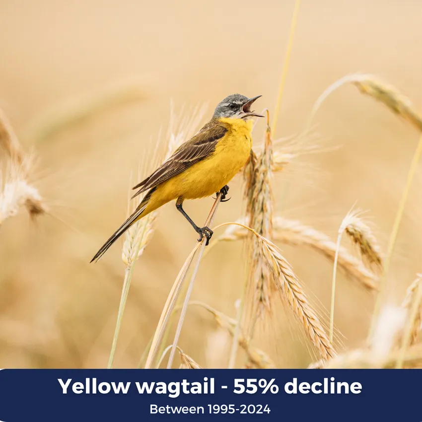 Yellow wagtail 55% decline between 1995-2024