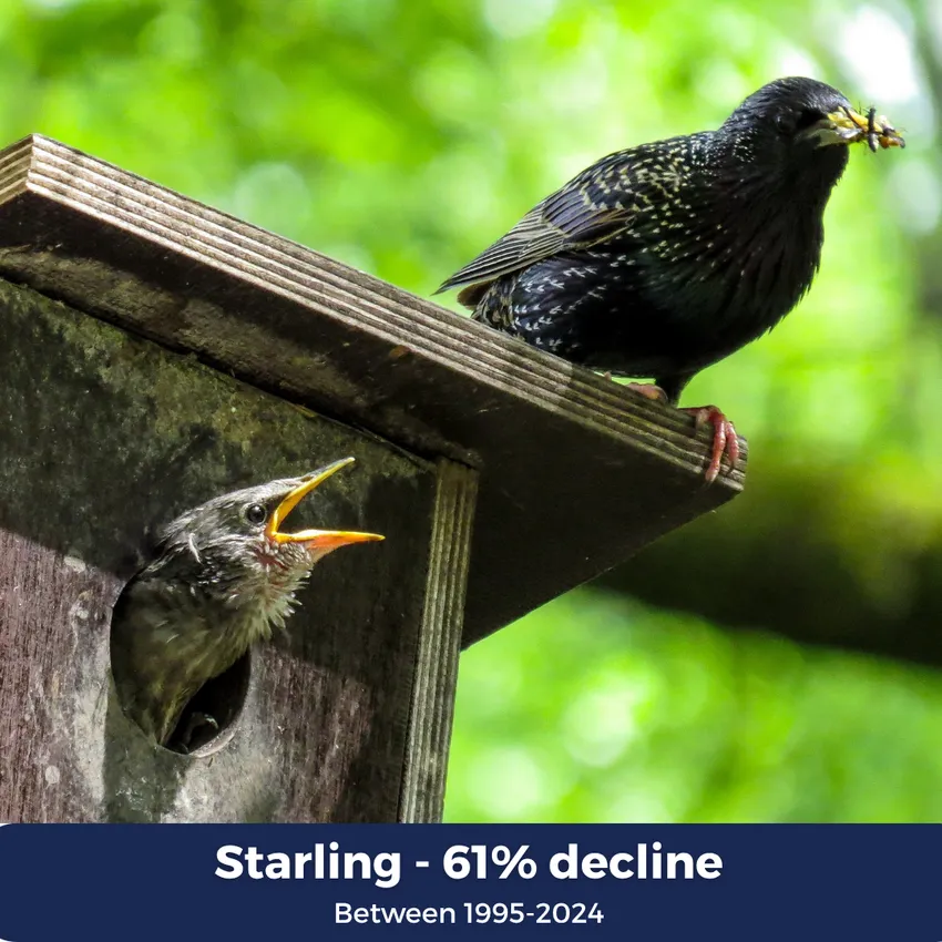 Starling 61% decline between 1995-2024