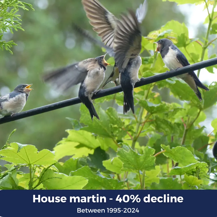 House martin 40% decline between 1995-2024