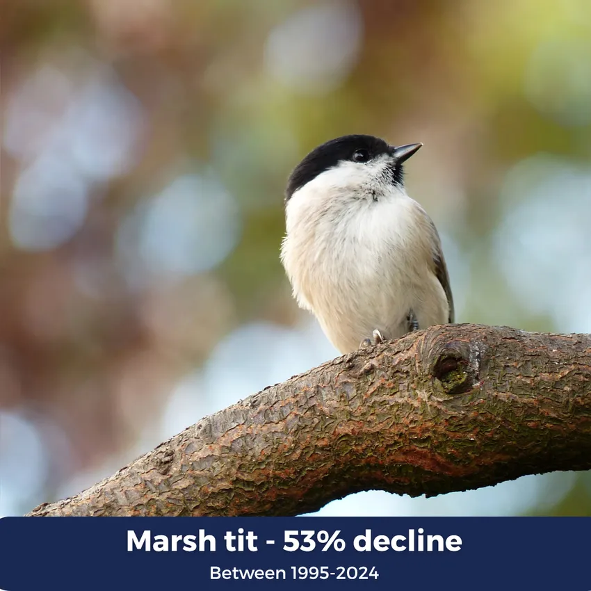 Marsh tit 53% decline between 1995-2024