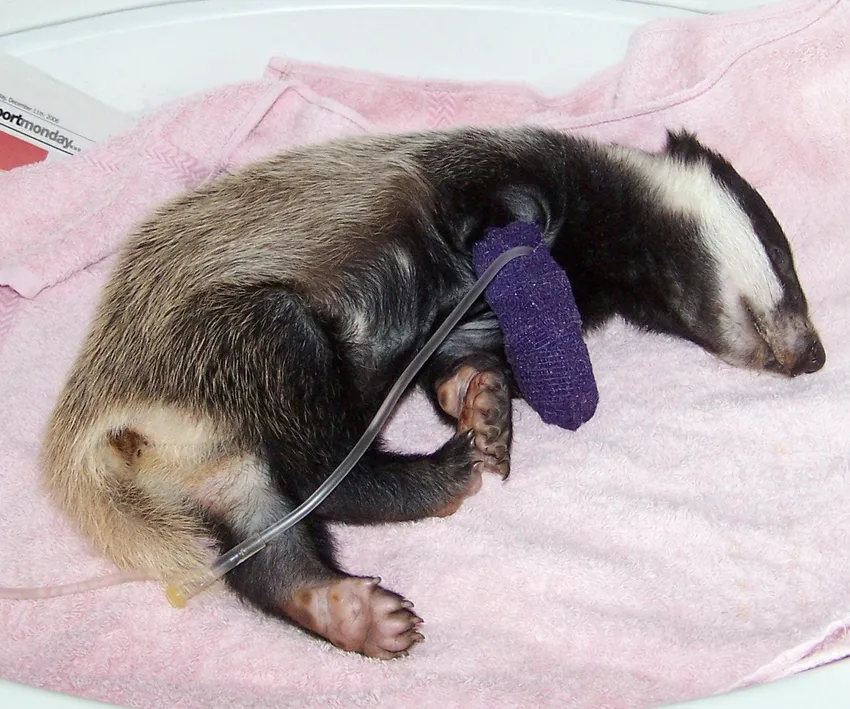 badger cub on drip000