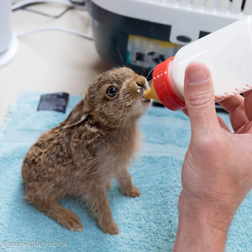 1453 hare (2 of 2)