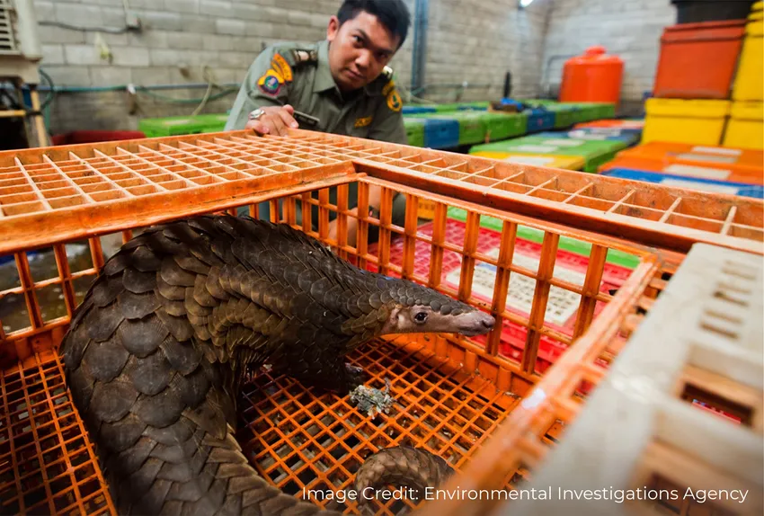 Pangolin confined in a plastic crate during a wildlife trafficking seizure.