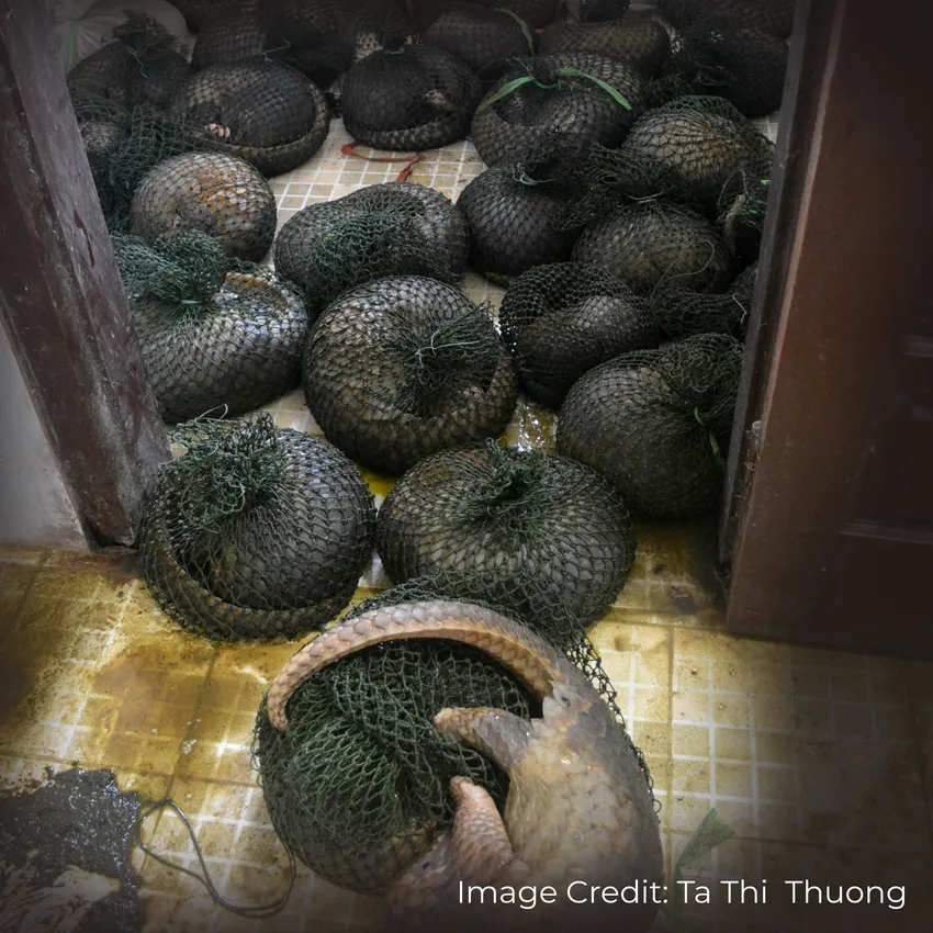 Live pangolins tightly bound in net bags on a tiled floor during wildlife trafficking.