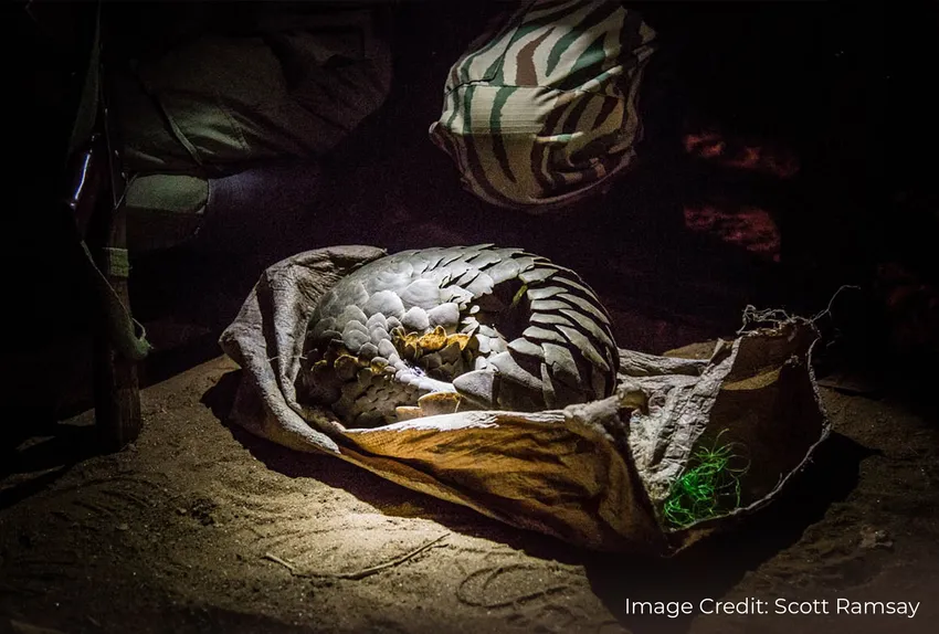 Pangolin curled tightly on the ground under low light, highlighting vulnerability to poaching.