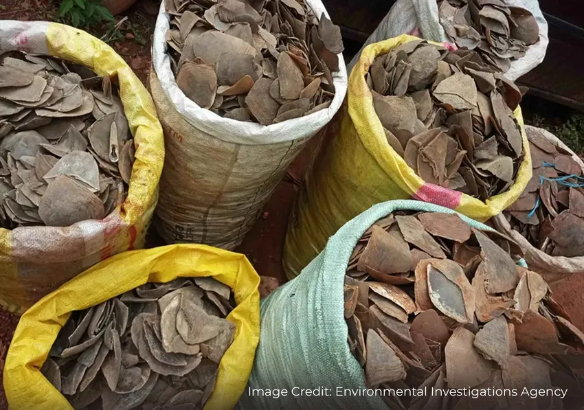 Large sacks filled with pangolin scales collected for illegal wildlife trade.