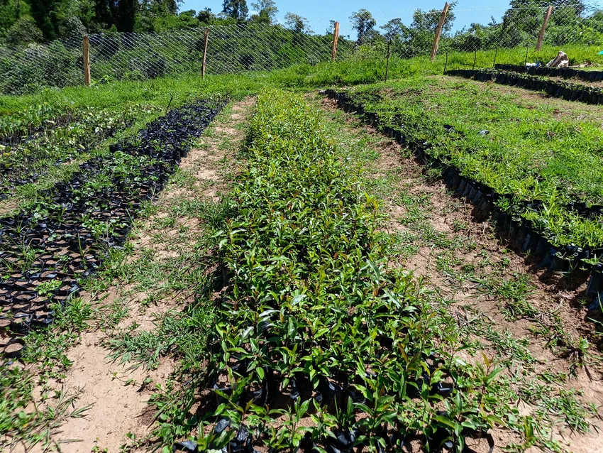 A community tree nursery grows hundreds of small saplings
