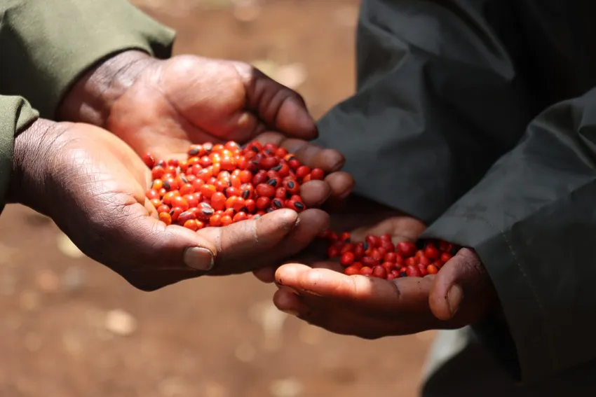 two hands hold bright red Strychnos henningsii seeds that have been carefully collected from the forest