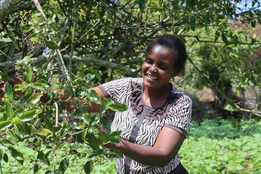 Jacinta Makena smiles as she harvests Rytyginia eickii seeds