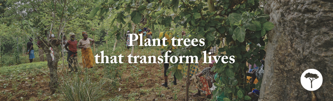 Transform Planting Plant Trees that Transform Lives โ Big Give