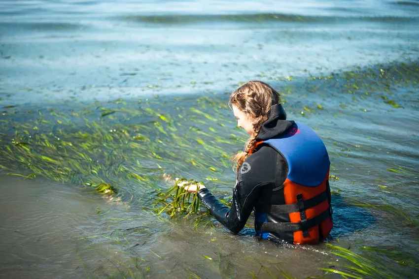 Eelgrass survey in Boundary Bay, Canada by Hannah Mae Rose