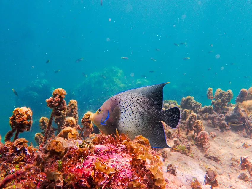 Studying coral reefs to improve reef resilience to climate change in Kenya.