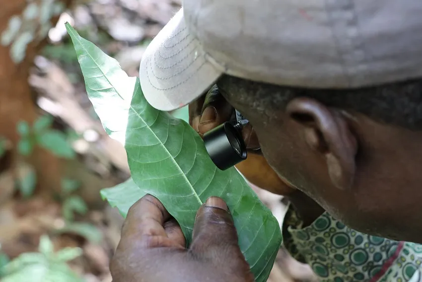 Jonathan Dabo Technician, Forestry Research Institute of Ghana, and expert field botanist confirming identification of globally threatened tree species in the Apedwa Forest Reserve, Ghana.