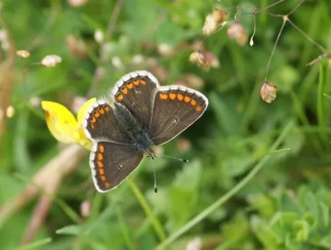 Northern Brown Argus - Mark Dinning