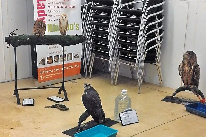 Many different species of birds of prey tethered together in one room