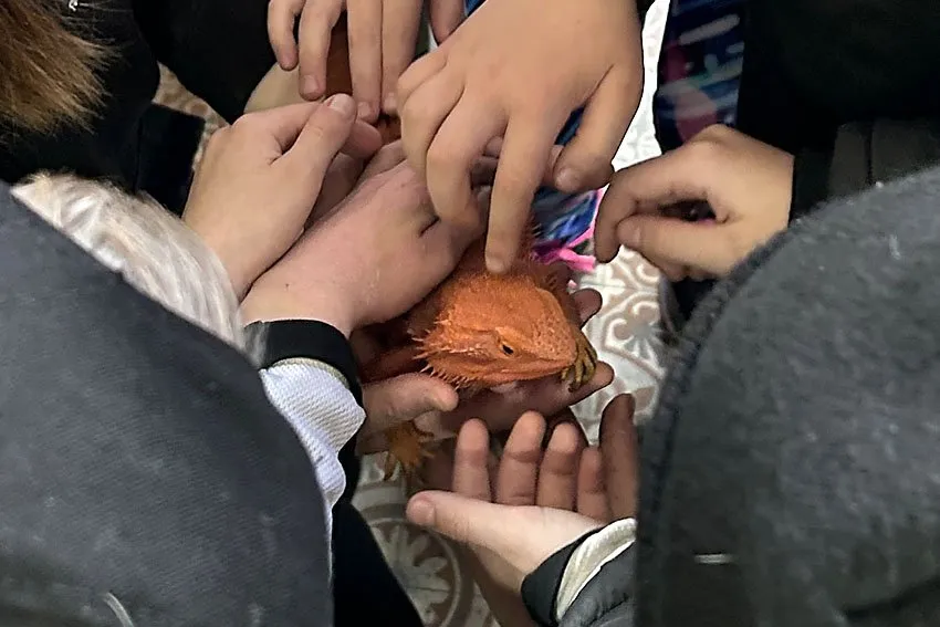 Bearded dragon being handled by many children at once