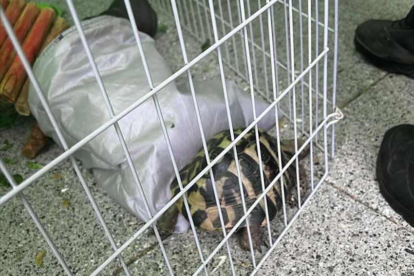 Tortoise at a mobile zoo event on the floor behind a weak fence