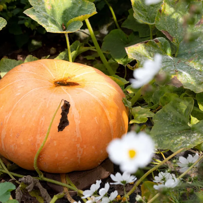 September-pumpkin