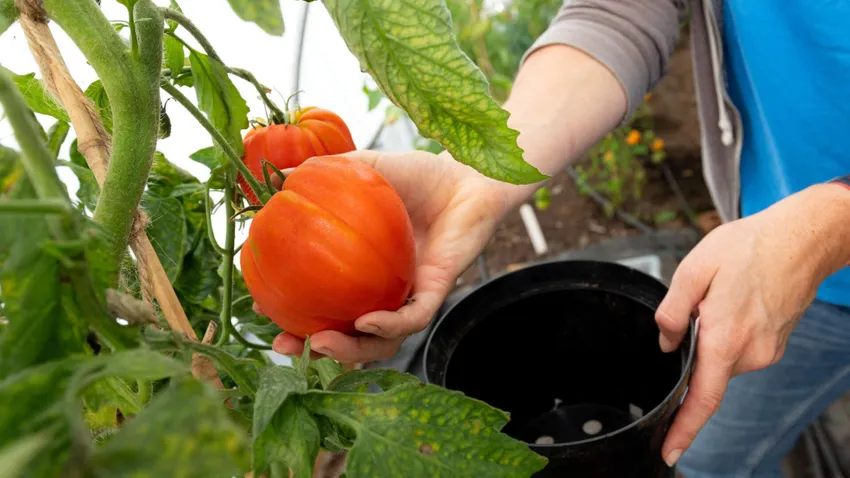 September-tomatoes