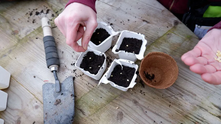 Seed-sowing-peppers-in-peat-free-compost-vegetables-Cardboard-pots